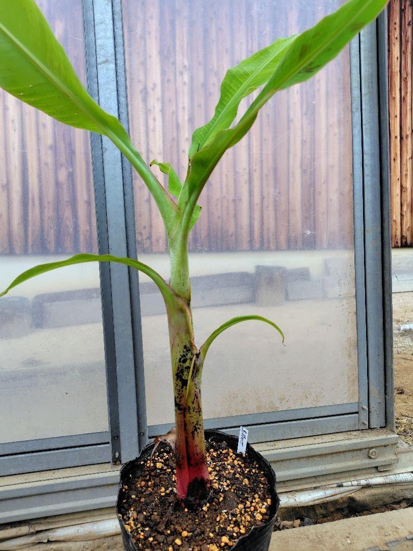 来夏開花225cm巨大親株、関東露地植え可☆超ドワーフ・キングバナナ◇